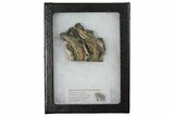 1.8" Mammoth Molar Slice With Case - South Carolina - #130692-1